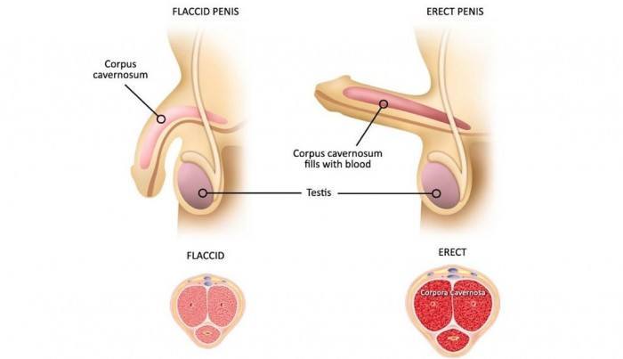 Flacid And Erect Penis 51