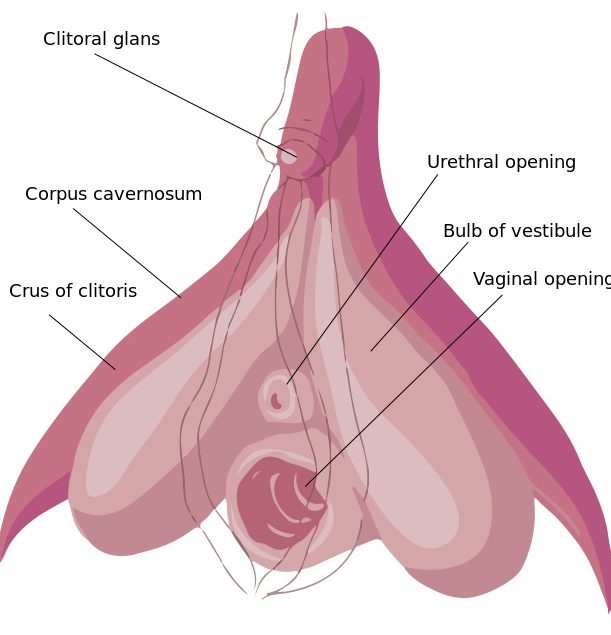 clitoris anatomy