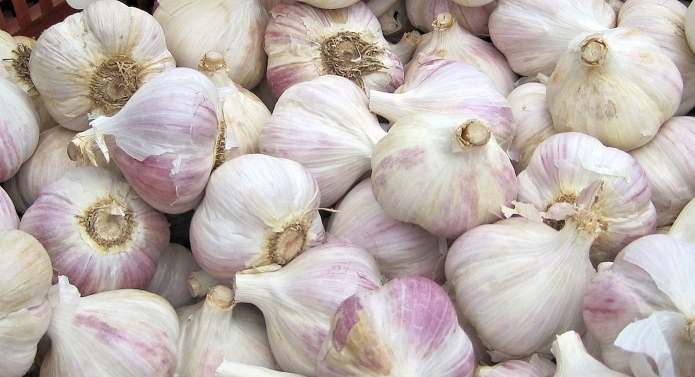 garlic