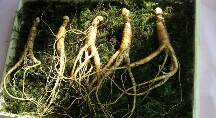 ginseng