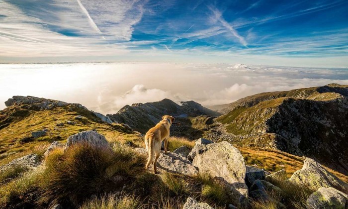 dog and mountains