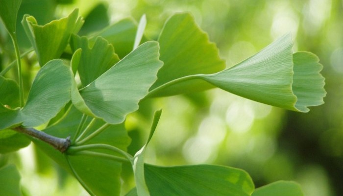 green ginko leaves