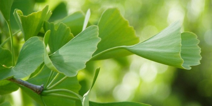 green ginko leaves