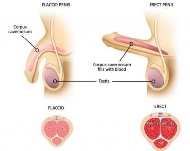 flaccid and erect penis