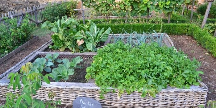 vegetable garden