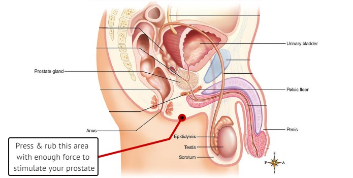 Male Perineum