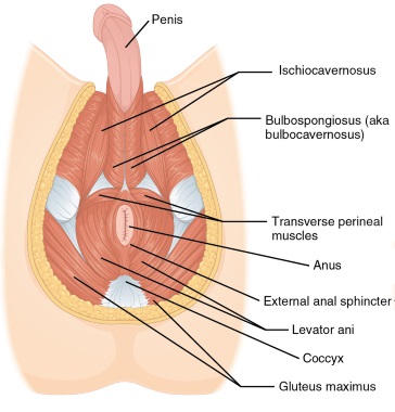 muscles male perineum mobile